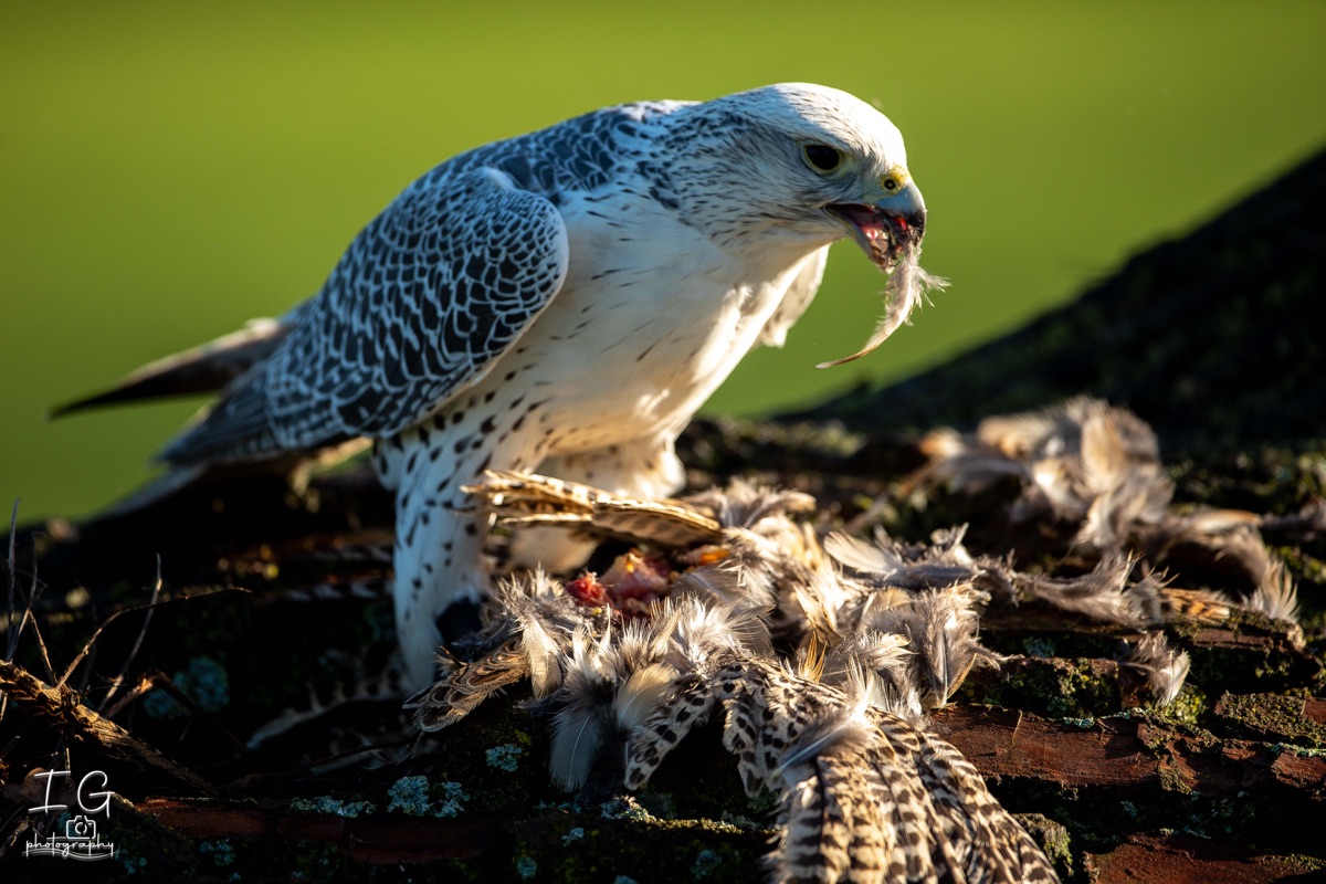  5D49876 21 november 2021 1211 29